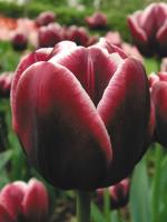 Тюльпан Александр Пушкин (Alexander Pushkin), 10 шт (разбор 12/14)