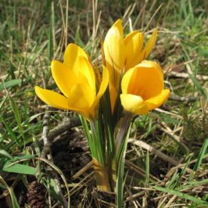 Крокус Геел (Geel=Yellow Mammouth), 5 шт (разбор 8/9) - картинка 2