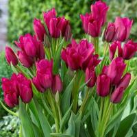 Тюльпан Найт Клаб (Night Club), 10 шт (разбор 12/14)