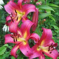 Лилия ОТ-гибрид Эмполи (Empoli), 3 шт (разбор 16/18!)