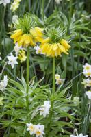 Рябчик императорский Лутеа (Fritillaria imperialis Lutea), 1 шт (разбор 22/24)