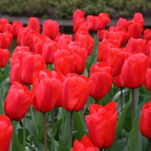 Тюльпан Апельдорн (Apeldoorn), 25 шт - картинка 7
