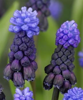 Мускари Латифолиум (Muscari latifolium), 20 шт (разбор 7/8) - картинка 5