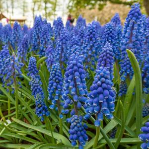 Мускари Арменикум (Muscari armeniacum), 10 шт (разбор 7/8) - картинка 2