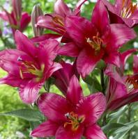Лилия ОТ-гибрид Пёпл Принц (Purple Prince), 3 шт (разбор 16/18!)