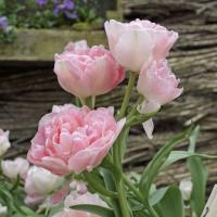 Тюльпан Анжелик (Angélique), 10 шт (разбор 11/12)