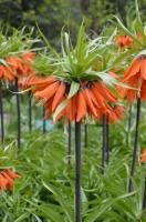 Рябчик императорский Рубра (Fritillaria imperialis Rubra Maxima), 1 шт (разбор 22/24)