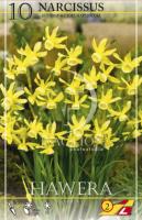 Нарцисс Хавера (Hawera), 10 шт (разбор 10/12)