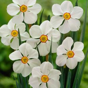 Нарцисс Актая (Actaea), 5 шт (разбор 12/14) - картинка 1