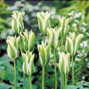 Тюльпан Спринг Грин (Spring Green), 10 шт (разбор 12/14) - картинка 1