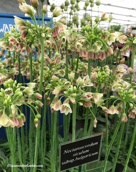 Аллиум Болгарский (Nectaroscordum siculum), 5 шт (разбор 10/11) - картинка 3