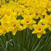 Нарцисс Гигантик Стар (Gigantic Star), 10 шт (разбор 12/14)