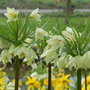 Рябчик Радде (Раддеана) (Fritillaria raddeana), 1 шт (разбор 18/20) - картинка 4