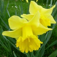 Нарцисс Карлтон (Carlton), 25 шт