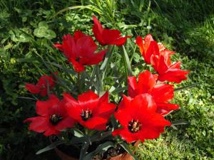 Тюльпан баталини Линифолия (batalinii linifolia), 15 шт (разбор 5/6) - картинка 2