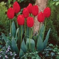 Тюльпан Лефеберс Мемори (Lefebers Memory), 10 шт (разбор 12/14)