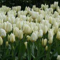 Тюльпан Пуриссима (Purissima), 5 шт (разбор 11/12)