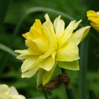 Нарцисс Голден Дукат (Golden Ducat), 3 шт (разбор 12/14)