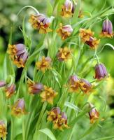 Рябчик Ува вульпис (Fritillaria uva-vulpis), 15 шт (разбор 8/9)