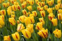 Тюльпан Вашингтон (Washington), 10 шт (разбор 11/12)