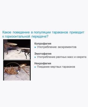 Адвион гель, от тараканов, 30 г (Сингента) - картинка 9
