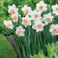 Нарцисс Пинк Прайд (Pink Pride), 5 шт (разбор 12/14)