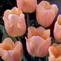 Тюльпан Эприкот Бьюти (Apricot Beauty), 10 шт (разбор 11/12)