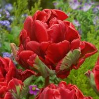 Тюльпан Дабл Рококо (Double Rococo), 10 шт (разбор 12/14)