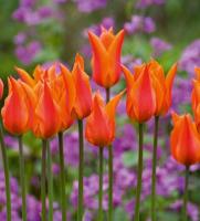 Тюльпан Балерина (Ballerina), 10 шт (разбор 11/12)