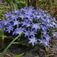 Хионодокса Люцилии (Chionodoxa luciliae), 25 шт (разбор 5/6)