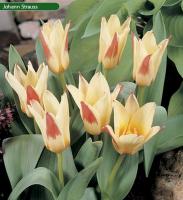Тюльпан Иоганн Штраусс (Johann Strauss), 10 шт (разбор 11/12)