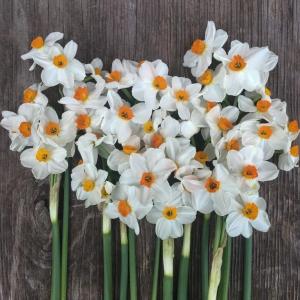Нарцисс Гераниум (Geranium), 5 шт (разбор 12/14) - картинка 2