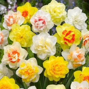 Нарцисс махровый смесь сортов (Narcissus Double Mixed), 25 шт - картинка 1