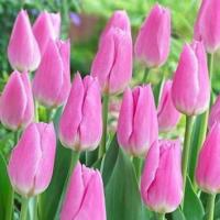 Тюльпан Мистресс (Mistress), 10 шт (разбор 11/12)