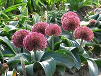 Аллиум каратавский Ред Джаент (Allium karativiense Red Giant), 10 шт (разбор 12/14)