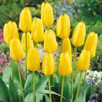 Тюльпан Кандела (Candela), 10 шт  (разбор 11/12)