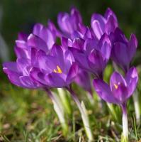 Крокус Руби Джаент (tommasinianus Ruby Giant), 25 шт (разбор 5/7)