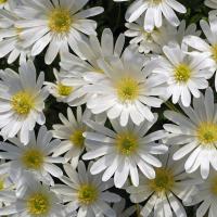 Анемона Бланда Уайт Сплендор (Anemone blanda White Splendour), 25 шт (разбор 5/6)
