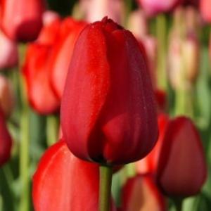 Тюльпан Ред Импрешн (Red Impression), 10 шт (разбор 12/14) - картинка 2