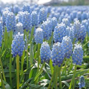 Мускари Арменикум Пепперминт (armeniacum Peppermint), 20 шт (разбор 8/9) - картинка 4
