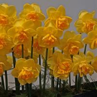 Нарцисс Оранж Джус (Orange Juice), 5 шт (разбор 12/14)