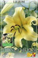 Лилия ОТ-гибрид Ханимун (Honeymoon), 3 шт (разбор 16/18!)