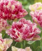 Тюльпан Кул Кристал (Cool Crystal), 5 шт (разбор 12/14)