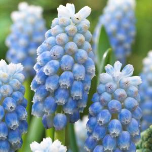 Мускари Арменикум Пепперминт (armeniacum Peppermint), 20 шт (разбор 8/9) - картинка 3