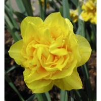 Нарцисс Дик Вилден (Dick Wilden), 5 шт (разбор 12/14)