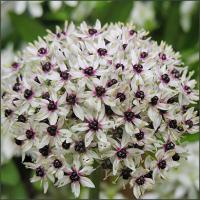 Аллиум Сильвер Спринг (Allium Silver Spring), 3 шт (разбор 12/14)