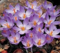Крокус Специосус Конкерор (Crocus speciosus Conqueror), 20 шт (разбор 5/7)