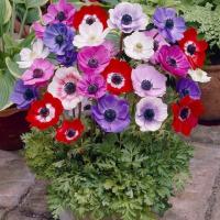Анемона Де Каен смесь (Anemone de Caen Mixed), 20 шт (разбор 5/6)