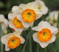 Нарцисс Саунд (Sound), 5 шт (разбор 12/14)