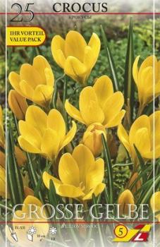 Крокус Геел (Geel=Yellow Mammouth), 5 шт (разбор 8/9) - картинка 3